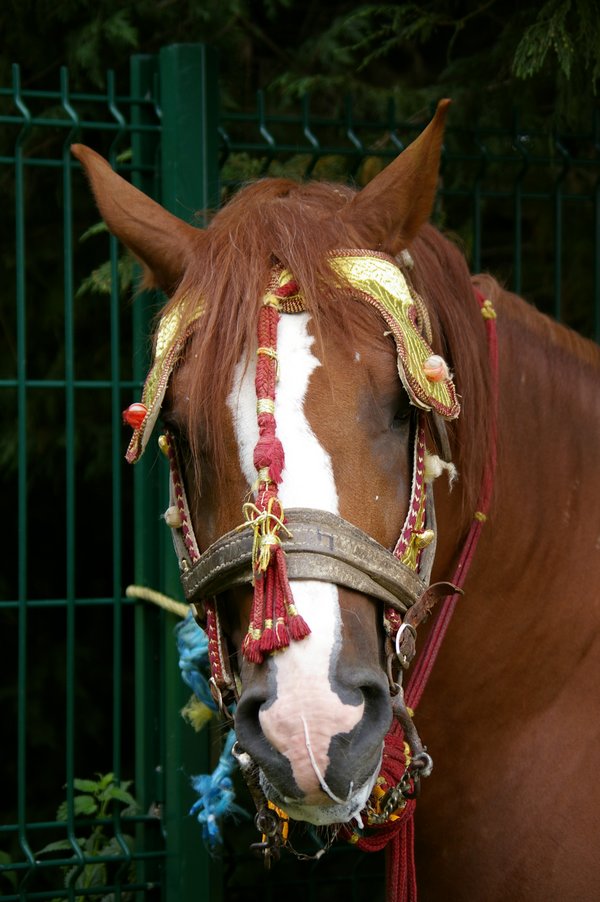 Les chevaux marocains: Les Chevaux Marocains 097